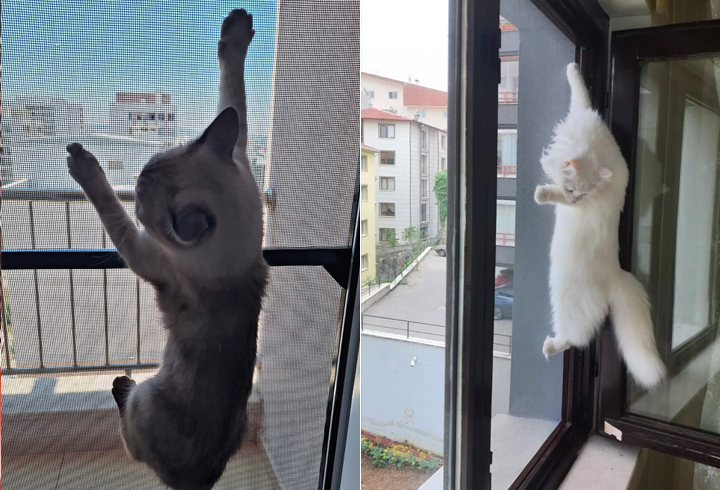Yırtılmaz Dayanıklı Kedi Sinekliği